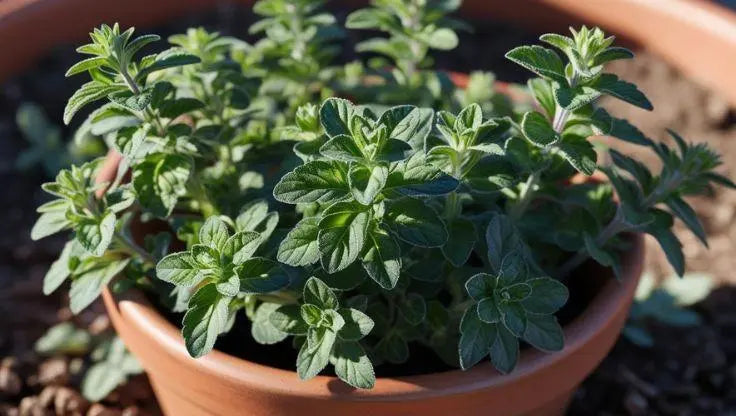 Oregano - LaNiTex Hydro Garden