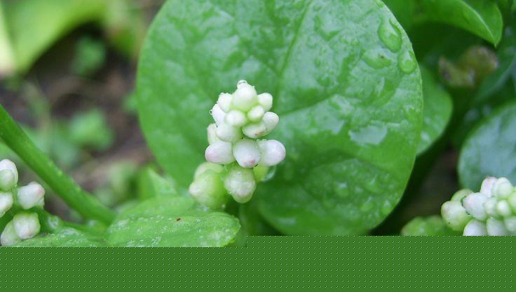 Red Malabar Spinach - LaNiTex Hydro Garden