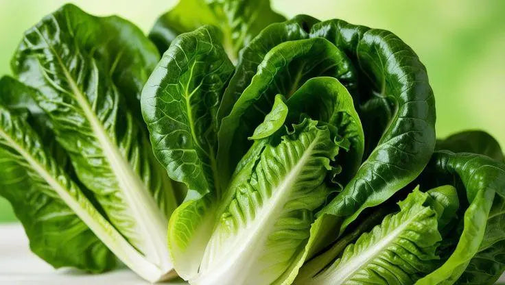 Romaine Lettuce - LaNiTex Hydro Garden