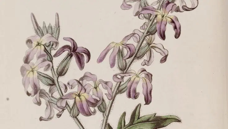 Stock Flowers - LaNiTex Hydro Garden