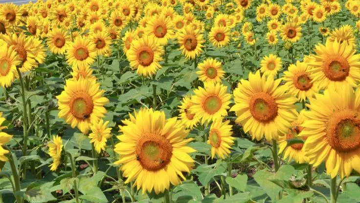 Sunflowers - LaNiTex Hydro Garden