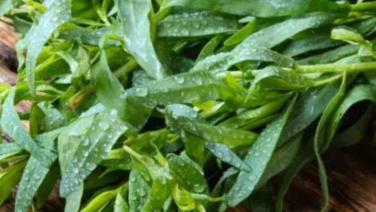 Tarragon - LaNiTex Hydro Garden