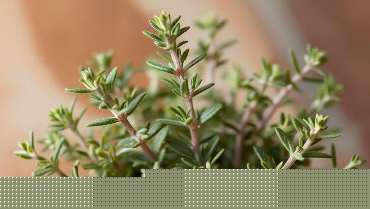 Thyme - LaNiTex Hydro Garden