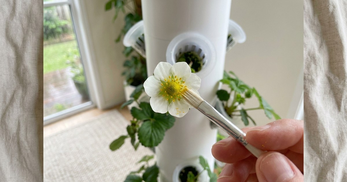 Hand pollinate strawberries: a soft brush crossing the stamens of an indoor strawberry flower