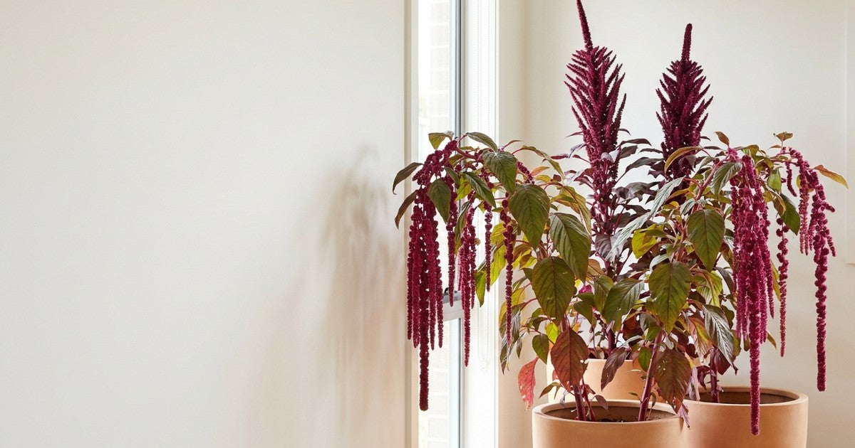 Ornamental amaranth in bloom indoors — crimson love-lies-bleeding tassels and upright Amaranthus cruentus plumes in terracotta pots beside a window