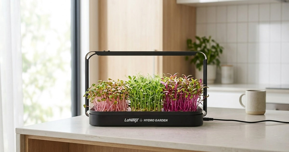 LaNiTex Smart Microgreen Kit growing a five-variety microgreen mix under its LED on a Sunshine Coast kitchen bench.