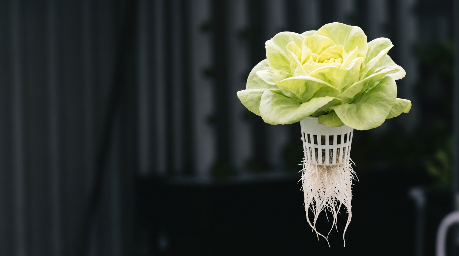 Butterhead lettuce plant in a hydroponic net pot with its white root system visible below