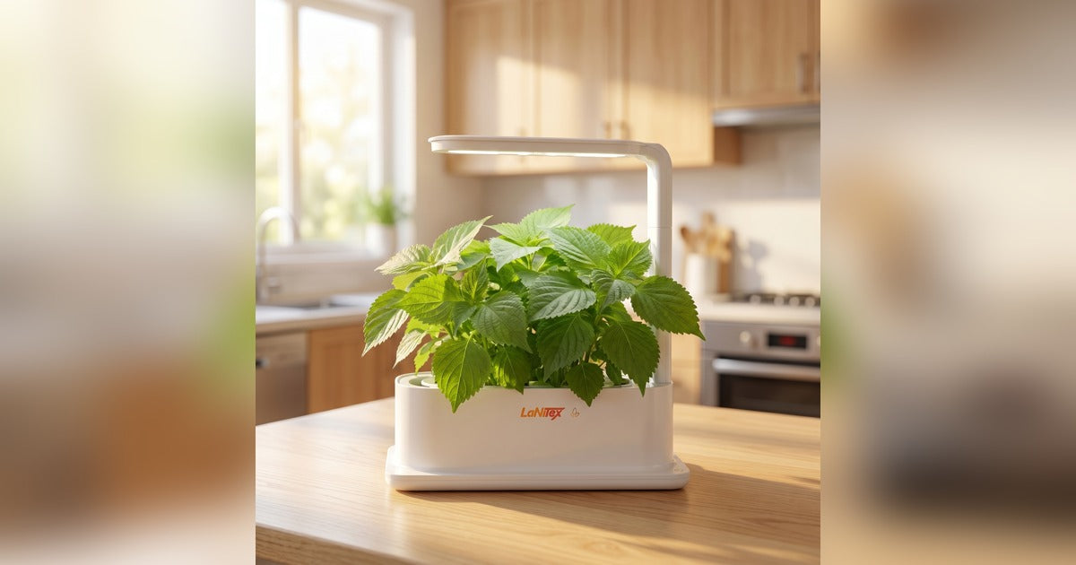 Shiso (perilla) growing in a LaNiTex Desktop Grow Box on an Australian kitchen bench