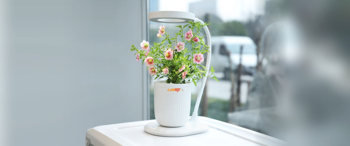 A white Mini Grow Pot with pink flowers under its curved LED lamp, on a white surface beside a bright window