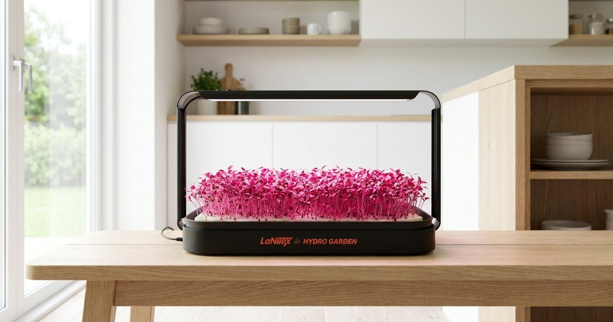 Pink amaranth microgreens growing under LED inside the LaNiTex Smart Microgreen Kit on an Australian kitchen bench.