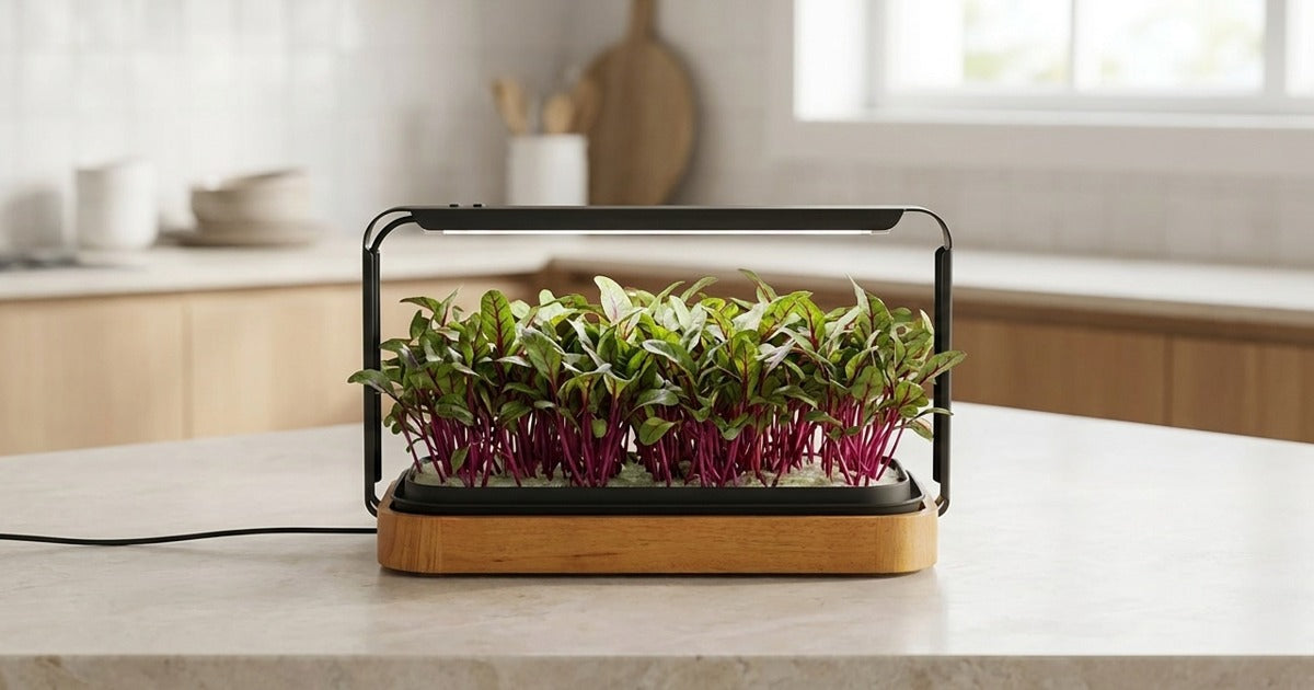 Beetroot microgreens growing in a LaNiTex Smart Microgreen Kit on an Australian kitchen bench