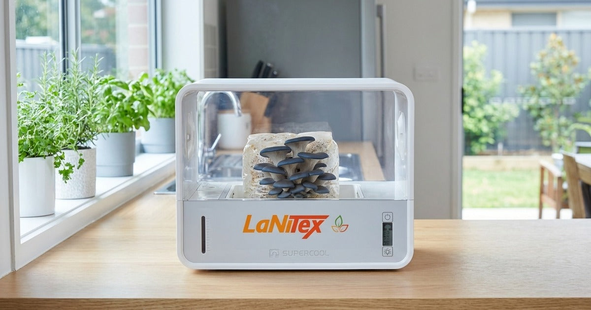 Blue oyster mushrooms fruiting in the LaNiTex Smart Mushroom Growing Box on a kitchen bench in Australia