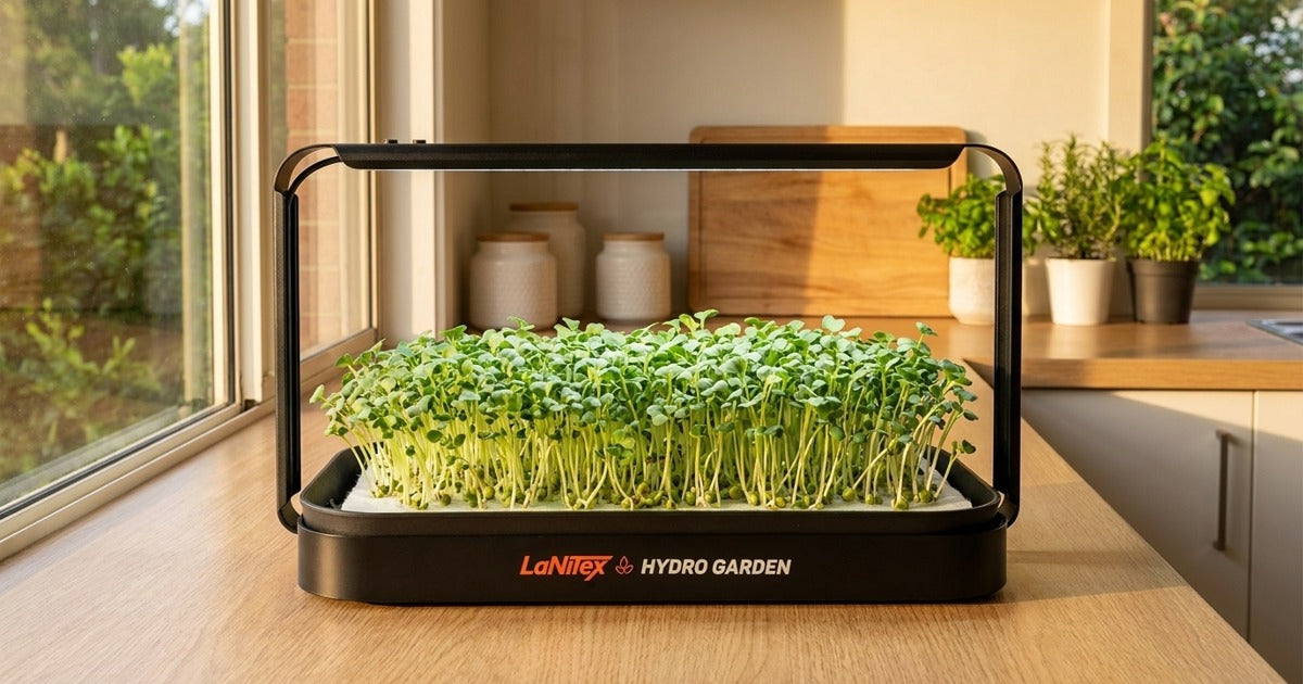 LaNiTex Smart Microgreen Kit growing a dense tray of fresh broccoli microgreens on a sunny kitchen bench