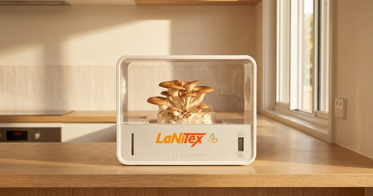Butterscotch oyster mushrooms (Pleurotus cornucopiae) with golden-tan caps growing inside a LaNiTex Smart Mushroom Growing Box on an Australian kitchen bench.