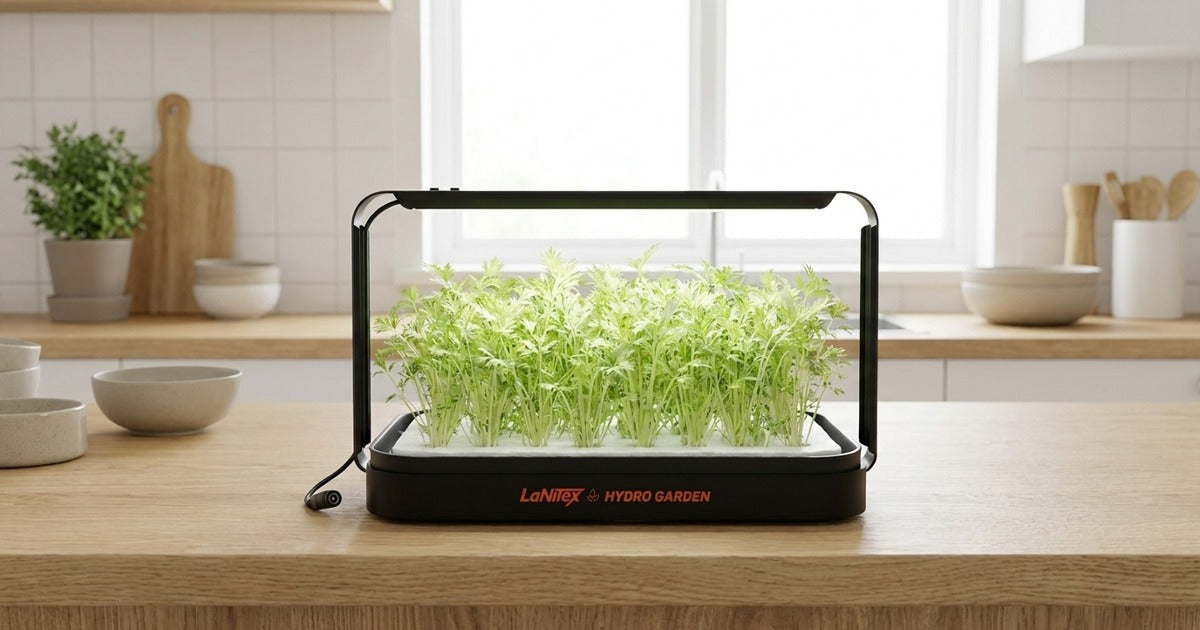 Celery microgreens harvested at 14 to 25 days in LaNiTex Smart Microgreen Kit on Sippy Downs kitchen bench