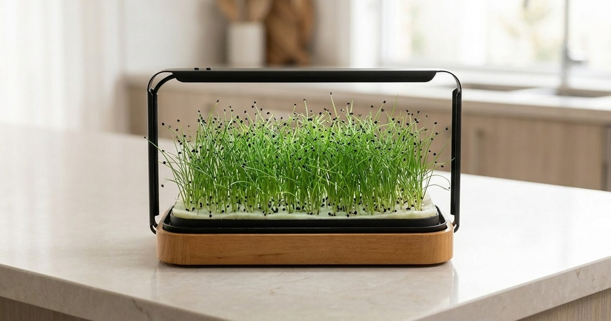 Chive microgreens growing in a LaNiTex countertop microgreen kit in an Australian kitchen