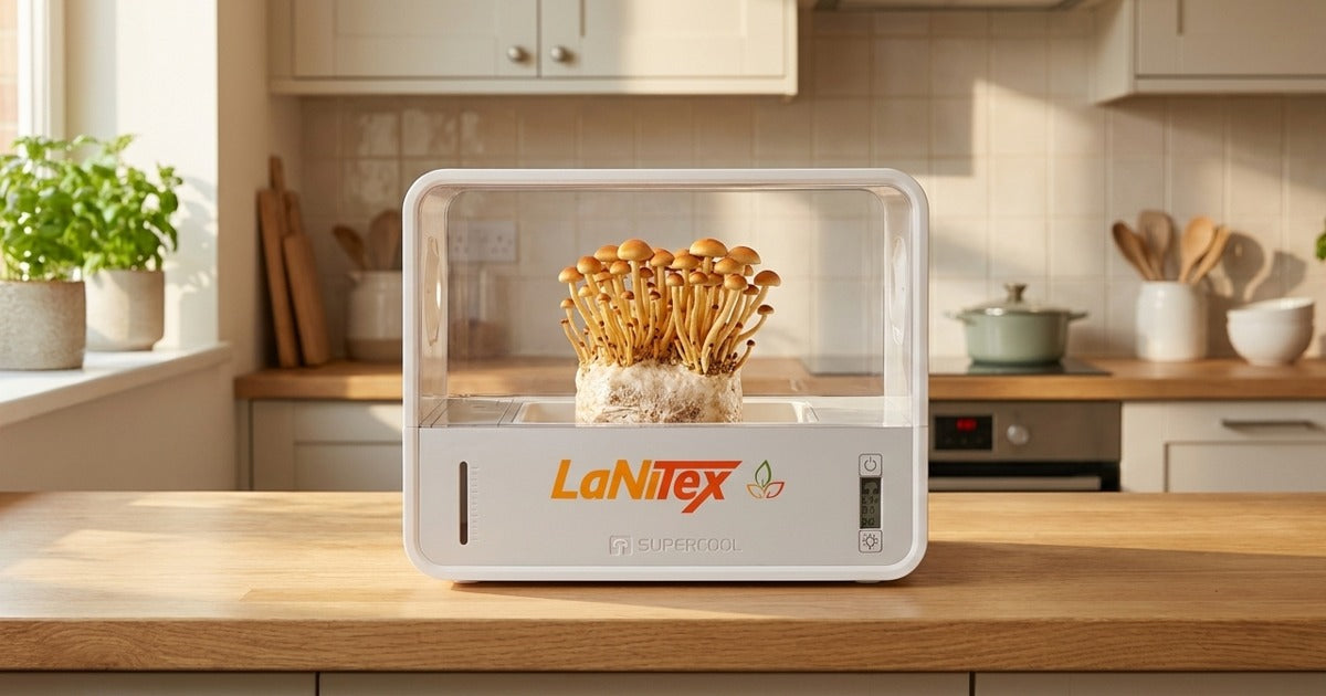 Golden enoki mushrooms growing inside a clear-lidded LaNiTex Smart Mushroom Growing Box on a kitchen bench