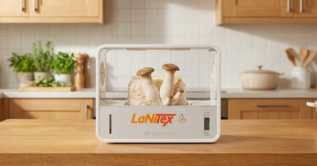 King oyster mushrooms fruiting in a clear-lidded Smart Mushroom Growing Box on a kitchen bench