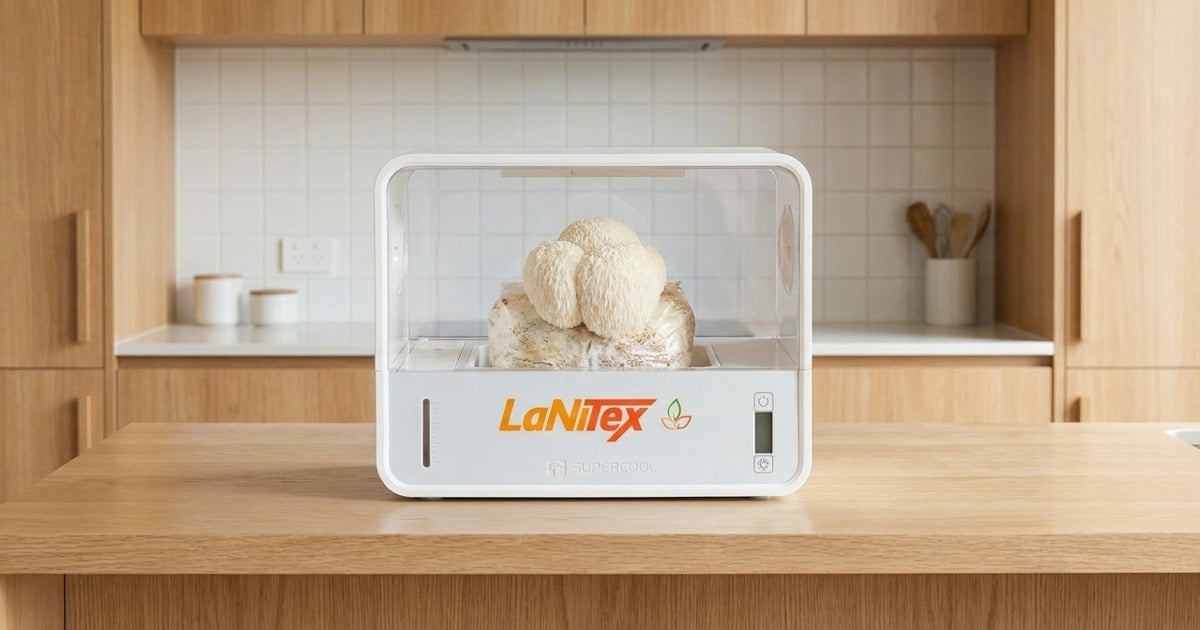 Fresh home-grown lion's mane mushroom growing inside a LaNiTex Smart Mushroom Growing Box on a kitchen bench