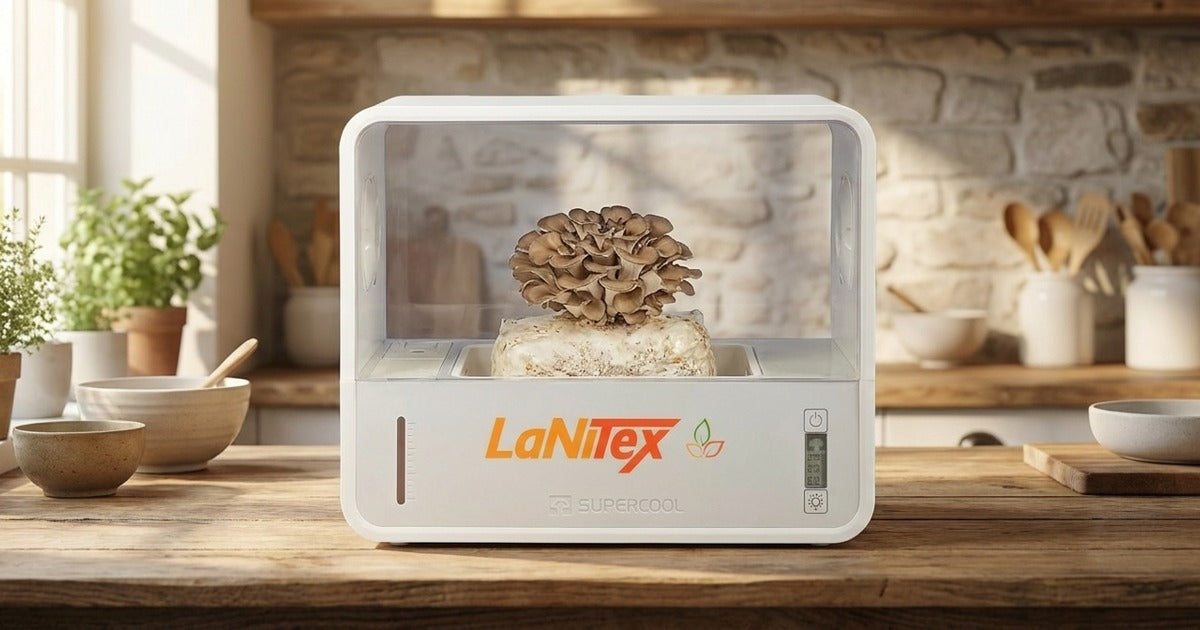 Frilly maitake mushroom cluster growing inside a LaNiTex Smart Mushroom Growing Box on a Sunshine Coast kitchen bench