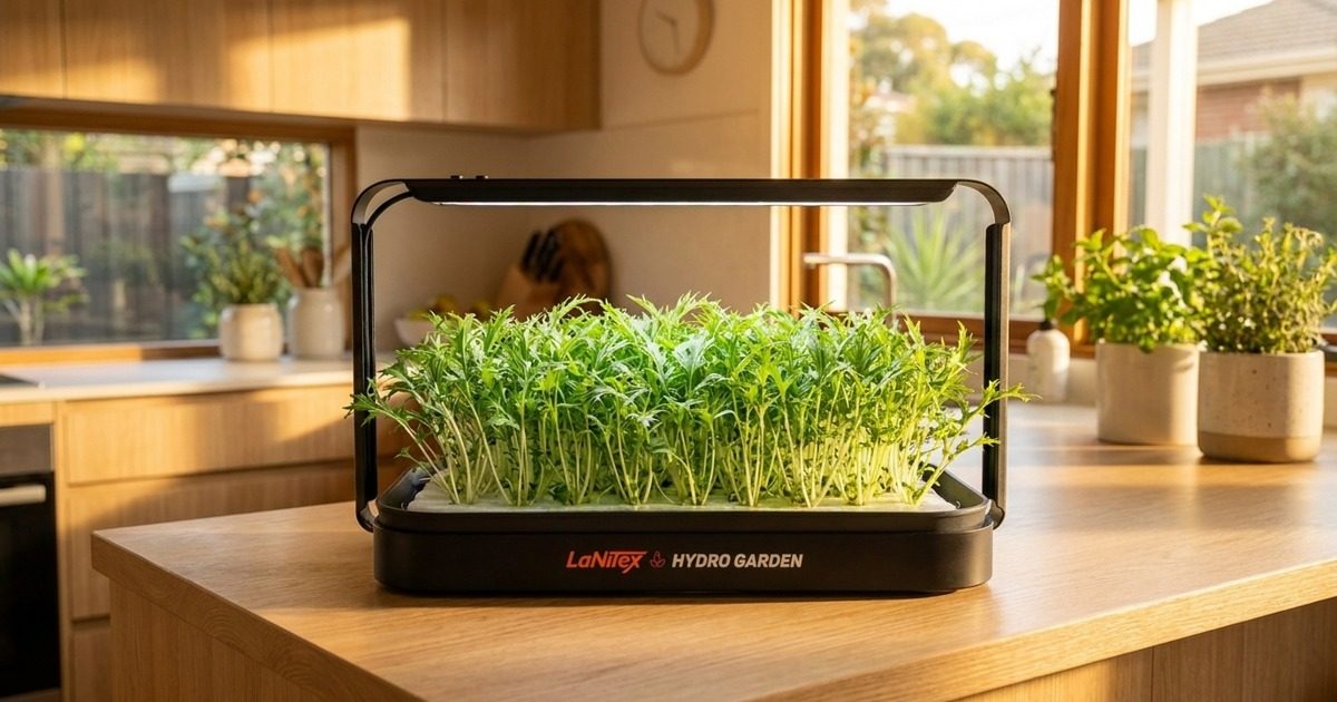 Smart Microgreen Kit growing a tray of frilly green mizuna microgreens on a Sunshine Coast kitchen bench