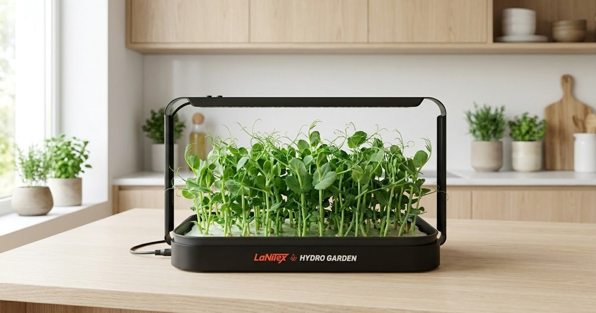 Pea shoots growing in a LaNiTex Smart Microgreen Kit on an Australian kitchen bench