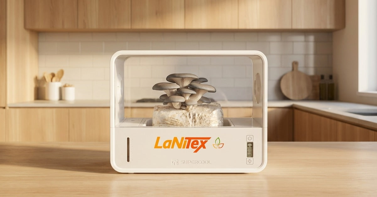 Pearl oyster mushroom cluster growing in a LaNiTex Smart Mushroom Growing Box on a kitchen bench in Australia