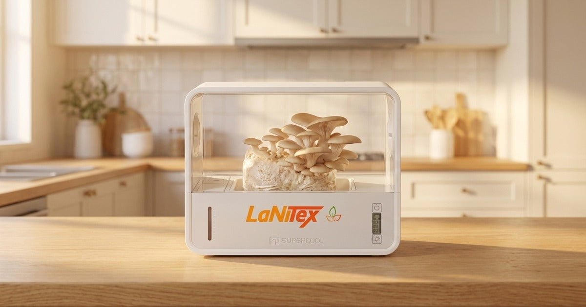 Phoenix oyster mushroom cluster fruiting in a LaNiTex Smart Mushroom Growing Box on a sunny Australian kitchen bench