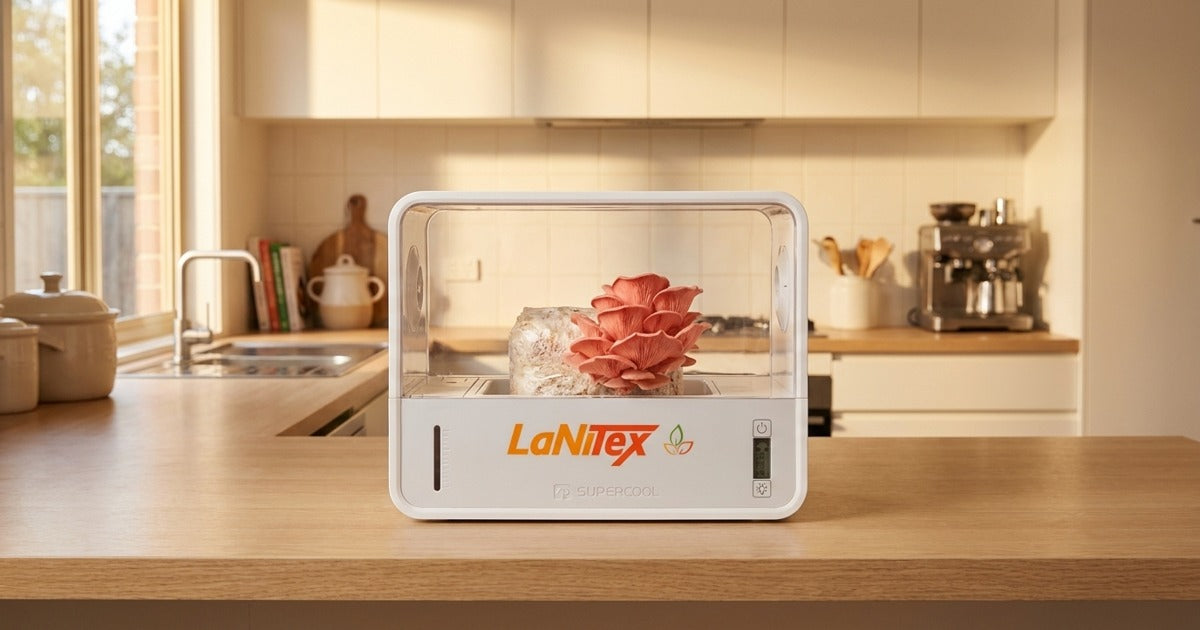 Pink oyster mushrooms fruiting in a LaNiTex Smart Mushroom Growing Box on an Australian kitchen bench