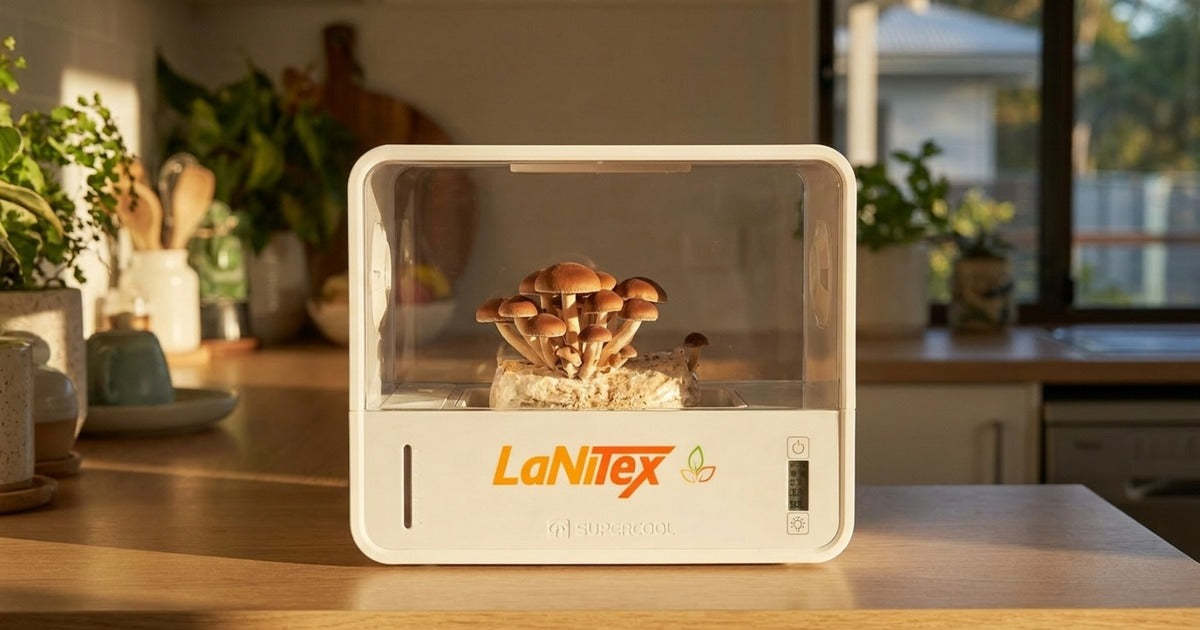 Pioppino mushrooms (Cyclocybe aegerita) growing in clusters inside a LaNiTex Smart Mushroom Growing Box
