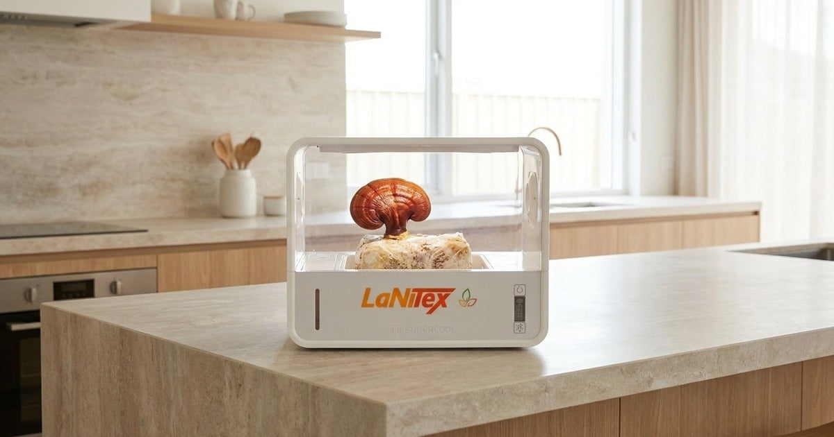 Glossy reishi mushroom conk growing inside a LaNiTex Smart Mushroom Growing Box on a Sunshine Coast kitchen bench