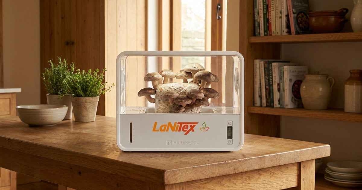 Fresh home-grown shiitake mushrooms beside a LaNiTex Smart Mushroom Growing Box on a Sunshine Coast kitchen bench