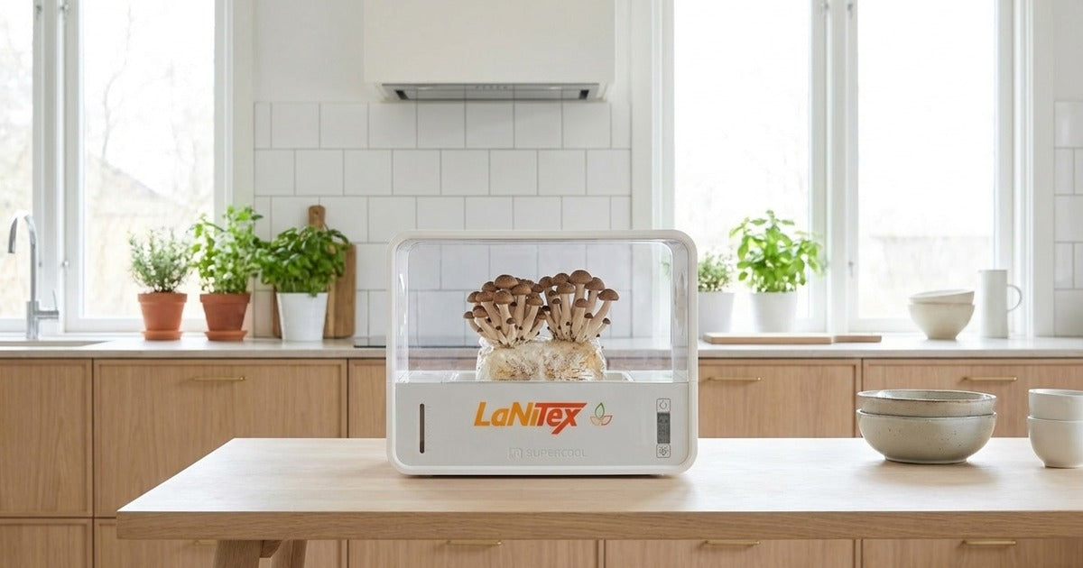 Hands cradling a brown buna-shimeji mushroom cluster above an open LaNiTex Smart Mushroom Growing Box on an Australian kitchen bench.