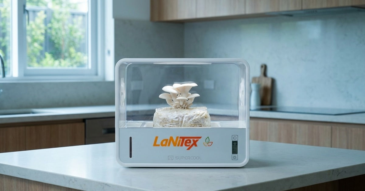 Snow white oyster mushroom cluster fruiting inside a LaNiTex Smart Mushroom Growing Box in a cool indoor room