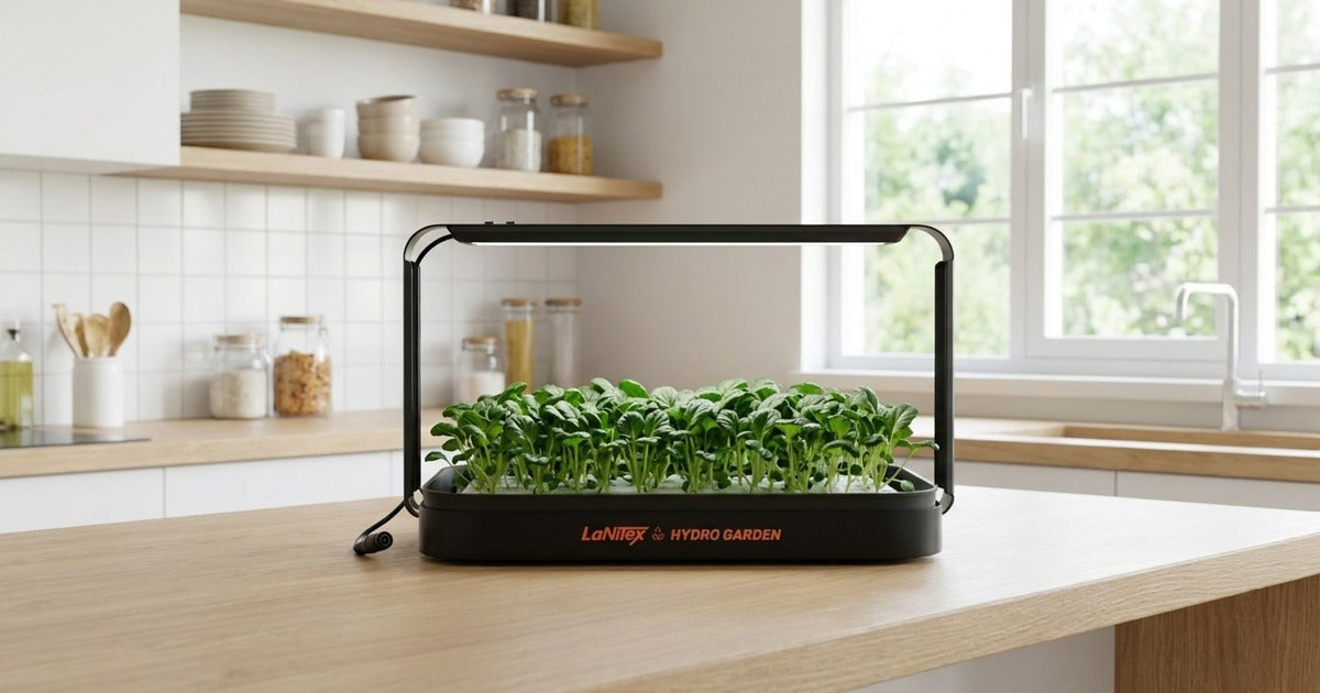 Smart Microgreen Kit Black Metal Style with mature tatsoi microgreens on a Sippy Downs kitchen bench