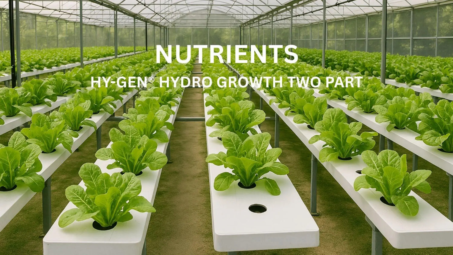 The image shows an indoor hydroponic farm with rows of leafy greens growing on white platforms under a greenhouse structure. 