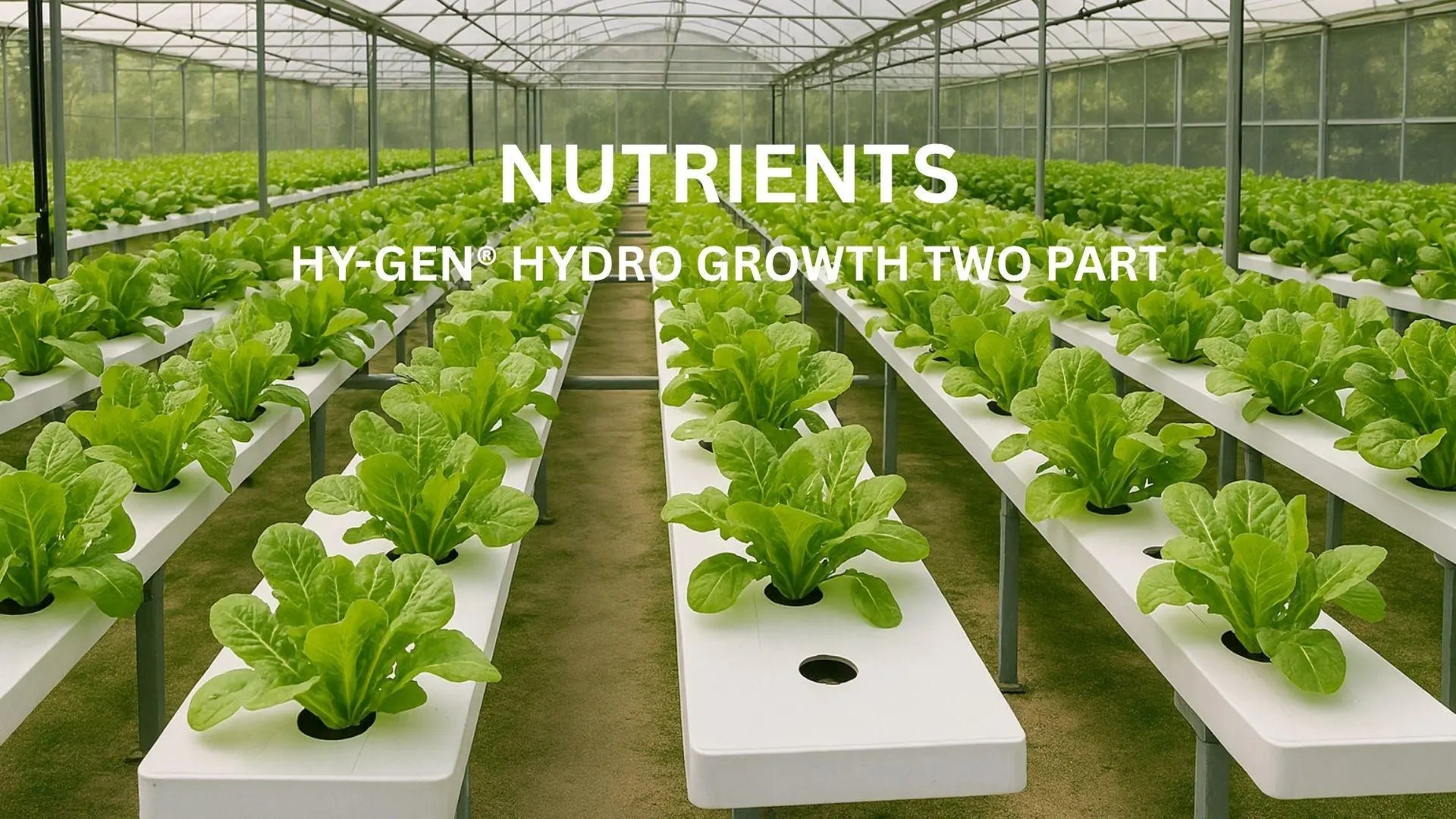 The image shows an indoor hydroponic farm with rows of leafy greens growing on white platforms under a greenhouse structure. 
