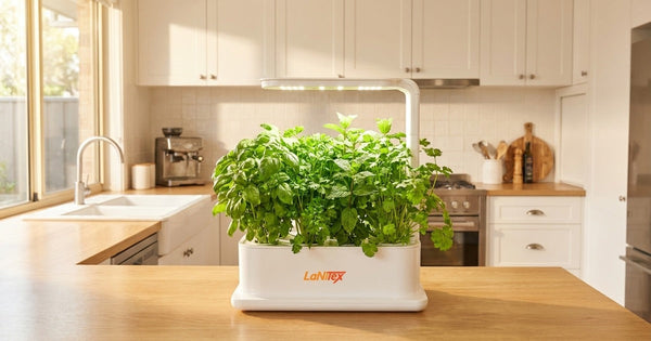 Hydroponic Herb Garden: How It Works in an Aussie Kitchen
