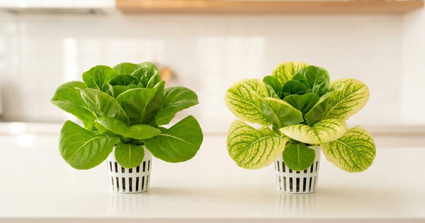 Hydroponic Nutrients for Beginners: What They Are and How to Feed Your Plants