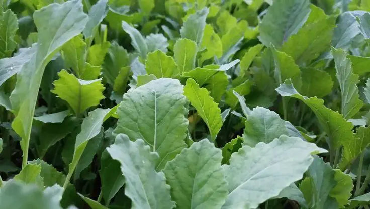 Collard Greens - LaNiTex Hydro Garden