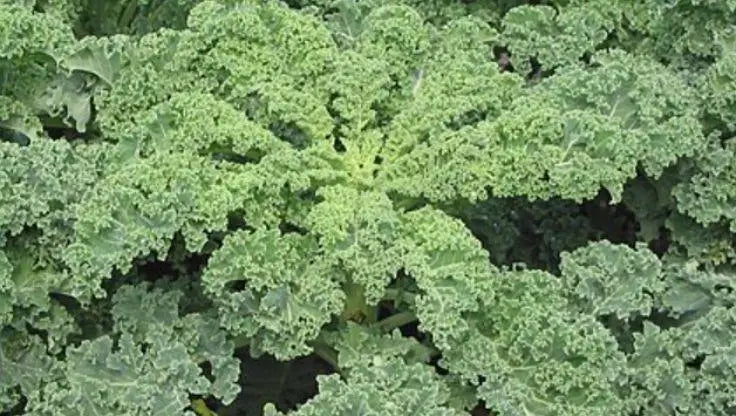 Kale - LaNiTex Hydro Garden