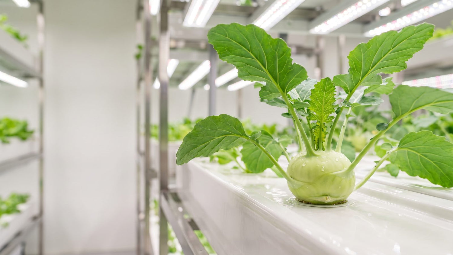 Kohlrabi plant with a pale-green bulb growing in an indoor hydroponic system under LED light