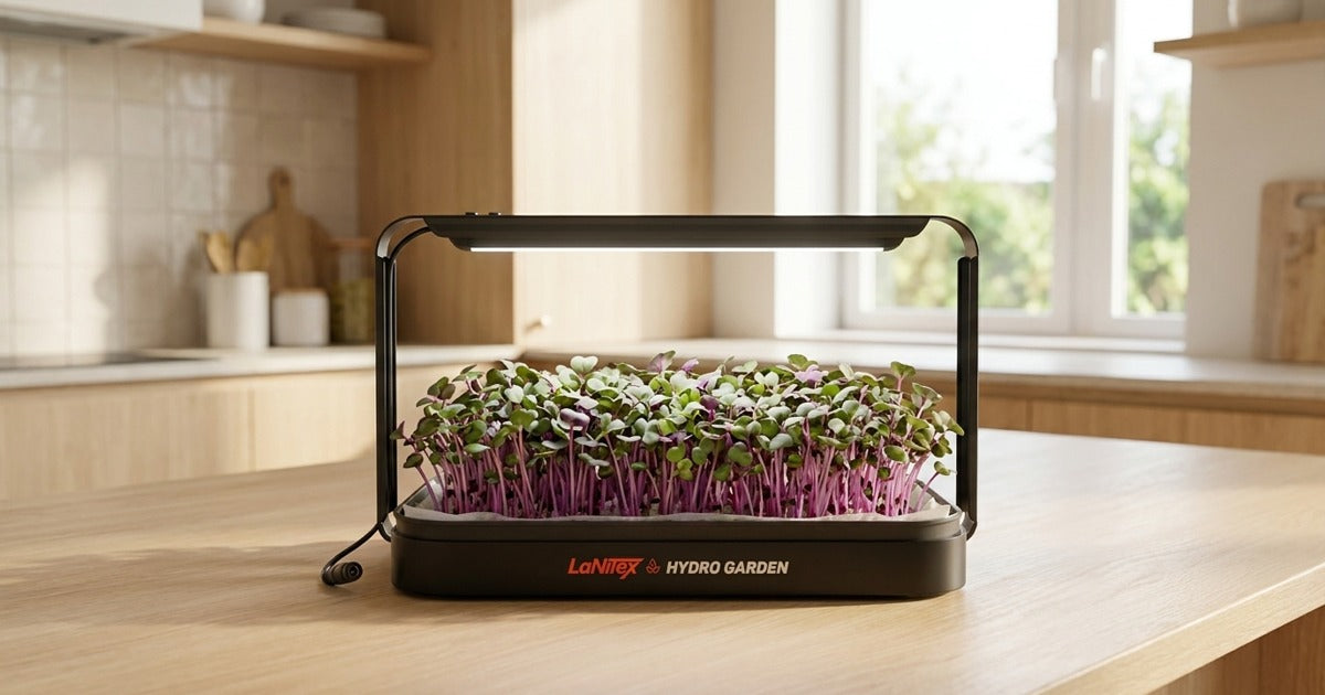 Red cabbage microgreens growing under the LED in a LaNiTex Smart Microgreen Kit on a kitchen bench