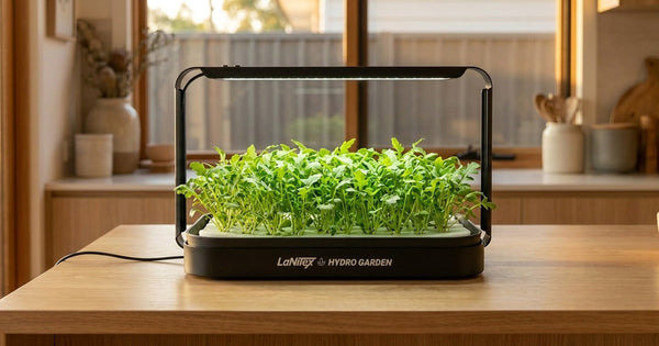 How to Grow Rocket Microgreens in Australia