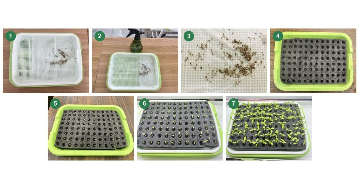 Seven step-by-step photos of the seed germination paper towel method, from seed spread on damp towel through sprouts placed in a wetted sponge to seedlings at three true leaves