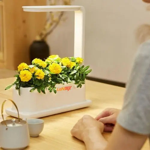 Yellow marigolds in a LaNiTex Desktop grow box, its desk lamp style light on a dining table
