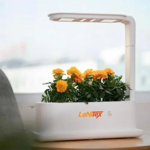 Marigolds in a LaNiTex Desktop hydroponic kit on a sunlit windowsill