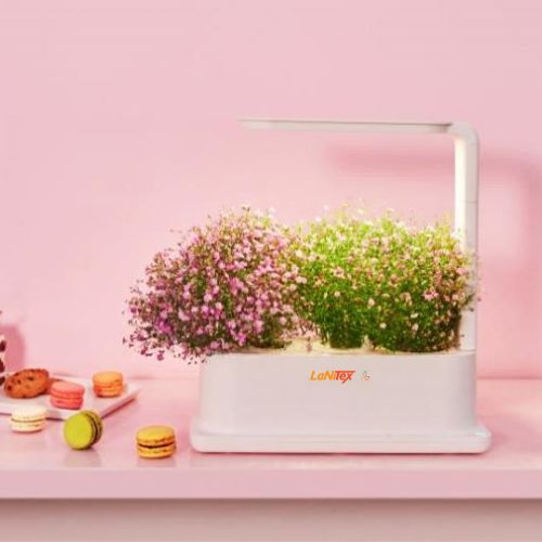 Baby's breath flowering in a LaNiTex desktop hydroponic grow box, styled on a pink bench with macarons
