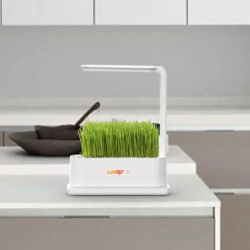 Wheatgrass in a LaNiTex indoor herb garden on a modern kitchen bench