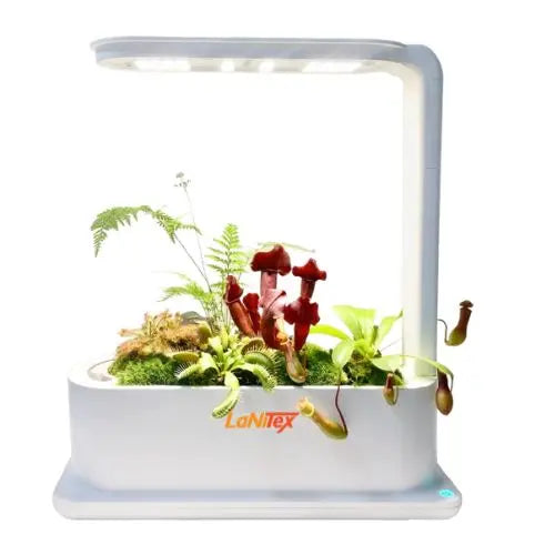 Carnivorous plants in a LaNiTex Desktop hydroponic kit with desk lamp style full-spectrum LED grow light